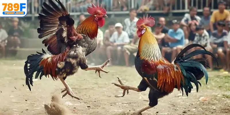 Bí kíp cược đá gà Thomo trực tiếp dễ thắng