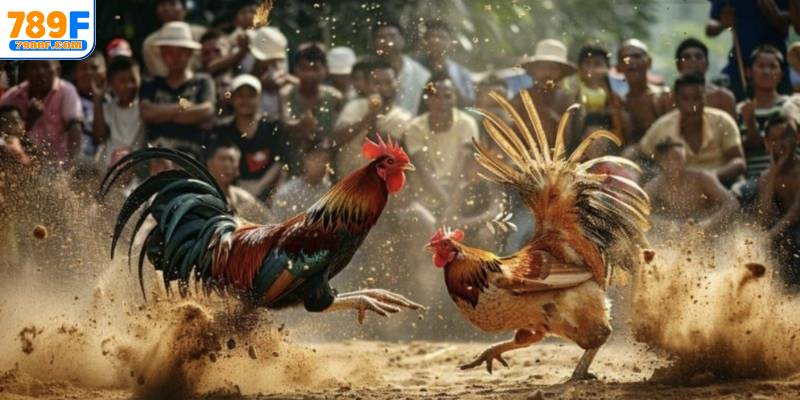 Đa dạng các thể loại trận đấu đá gà