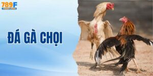 Đá Gà Chọi Có Luật Chơi Thế Nào? 4 Hình Thức Đá Gà Hot Nhất