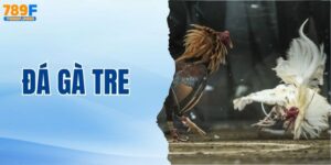 Xem Trực Tiếp Đá Gà Tre Tại 789F Full HD Cực Đỉnh