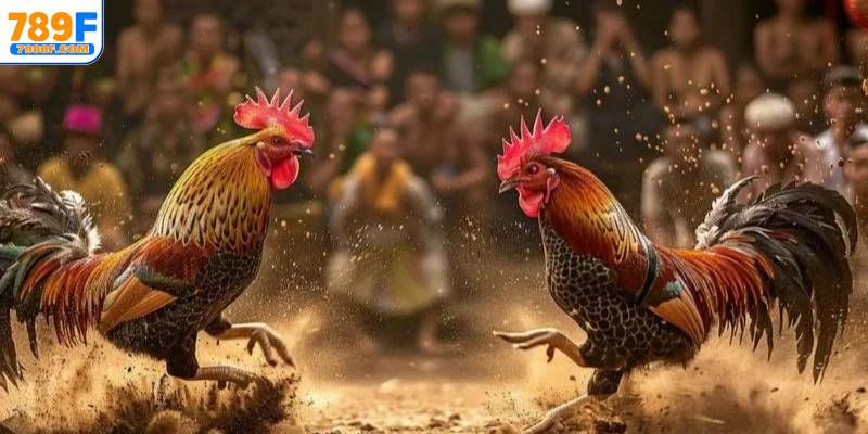 Mẹo cá cược hiệu quả khi xem trực tiếp đá gà C3