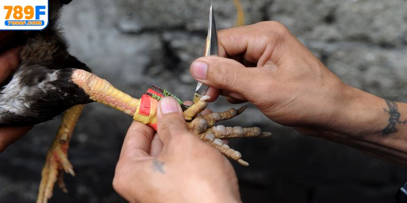 Tìm hiểu hình thức cược đá gà cựa dao