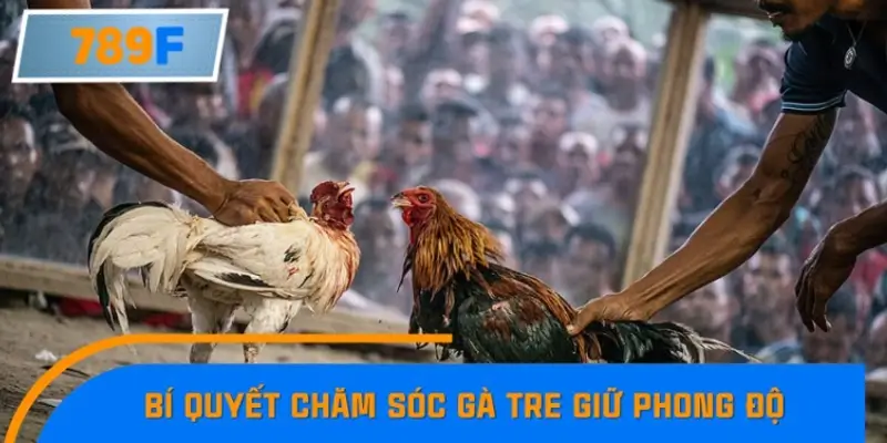 Bí quyết chăm sóc gà tre Mỹ để luôn giữ phong độ