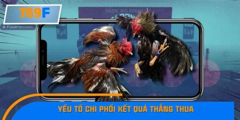 Các yếu tố quyết định trận đá gà đỉnh cao