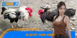 Cao Thủ Gà Chọi Chia Sẻ Bí Quyết Chọn Giống Chuẩn Chỉnh Nhất