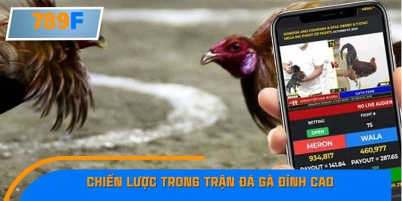 Chiến lược cá cược hiệu quả cho trận đá gà đỉnh cao