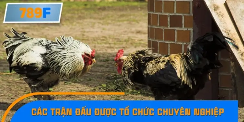 Được tổ chức chuyên nghiệp