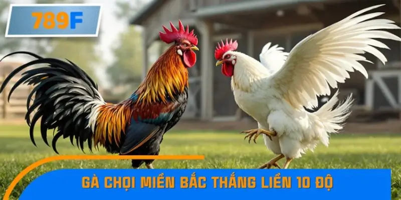 Gà chọi miền Bắc thắng liền 10 độ – Tin nóng làm rúng động cộng đồng