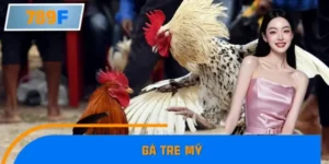 Gà Tre Mỹ Chiếm Ưu Thế Tại Giải Đấu 2025