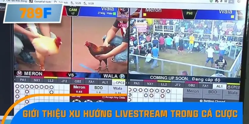 Giới thiệu xu hướng livestream trong cá cược