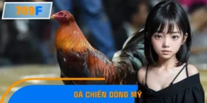 Hé Lộ Những Con Gà Chiến Dòng Mỹ Thắng Lớn Tại Giải Quốc Tế