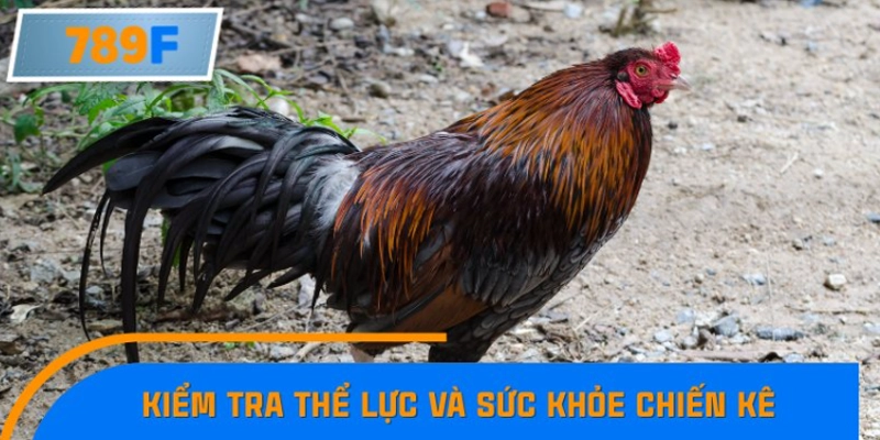 Kiểm tra thể lực và sức khỏe chiến kê