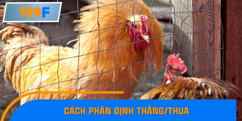 Mẹo cá cược đá gà Campuchia an toàn cho người mới