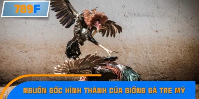 Nguồn gốc hình thành gà tre Mỹ như thế nào?