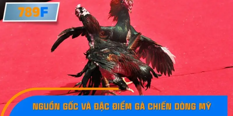 Nguồn gốc và đặc điểm gà chiến dòng Mỹ