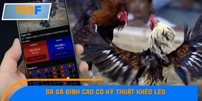 Sức hút từ kỹ thuật trong trận đá gà