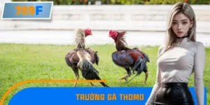 Tại Sao Trường Gà Thomo Đông Nghẹt Dịp Lễ Vừa Qua?