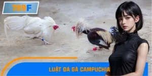 Tin Hot Trong Ngày - Luật Đá Gà Campuchia Có Thay Đổi Mới?