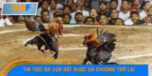 Tin Tức Gà Cựa Sắt Được Ưa Chuộng Trở Lại
