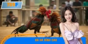 Trận Đá Gà Đỉnh Cao Gây Sốt Cộng Đồng Mạng
