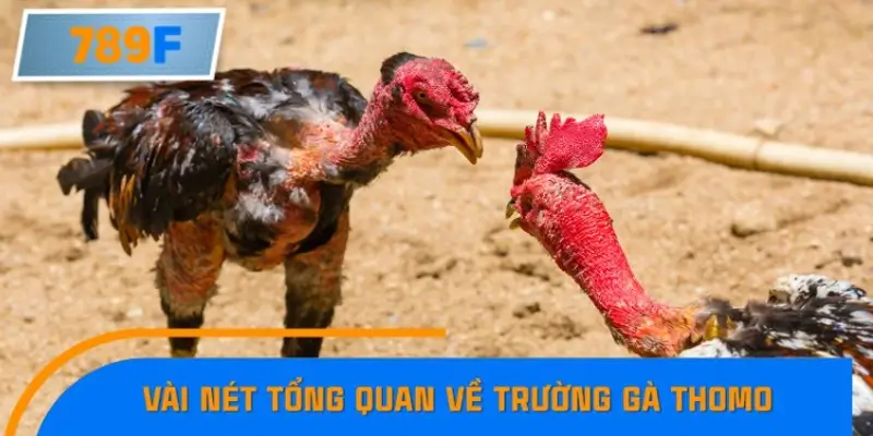 Vài nét tổng quan về trường gà Thomo
