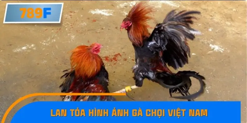 Vai trò của 789F trong việc đồng hành và lan tỏa hình ảnh gà chọi Việt Nam