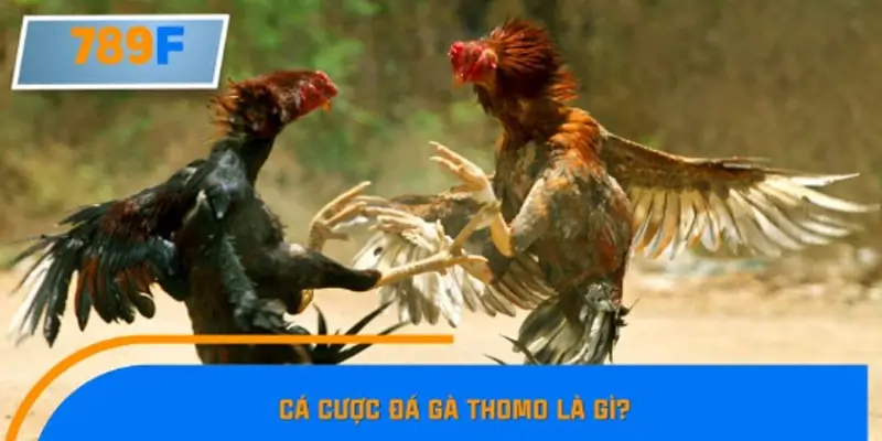 Cá cược đá gà Thomo là gì?