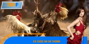 Cá Cược Đá Gà Thomo Tại 789F - Sân Chơi Hấp Dẫn Nhất 2025
