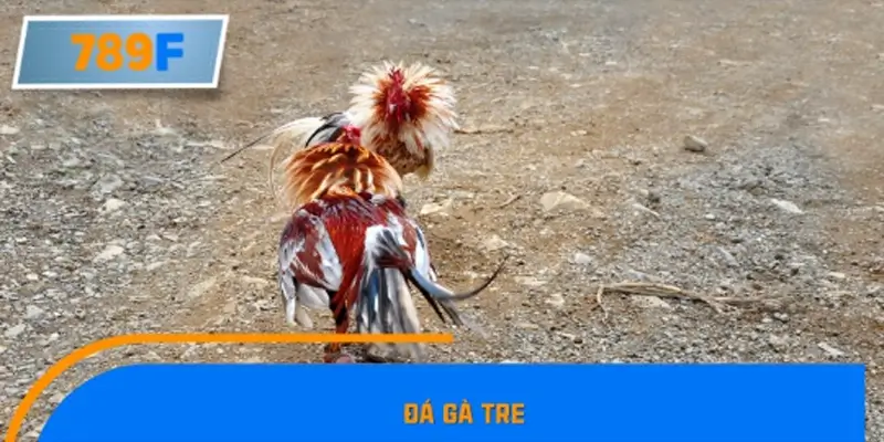 Đá gà tre