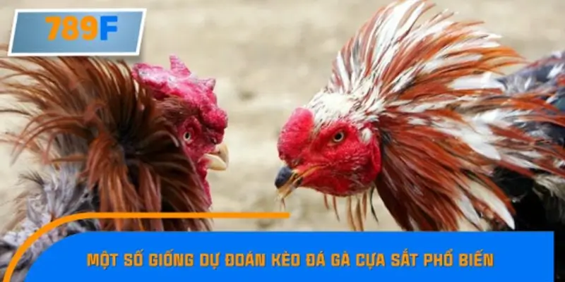 Dự đoán kèo đá gà cựa sắt tre Asil