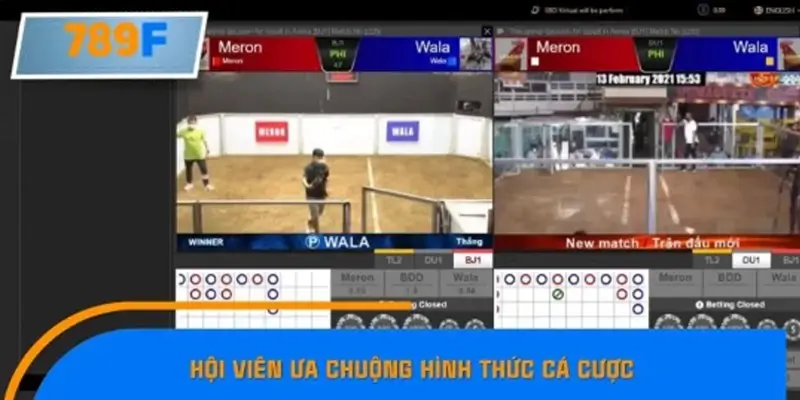 Kèo đá gà nòi – Sự lựa chọn hàng đầu của bet thủ