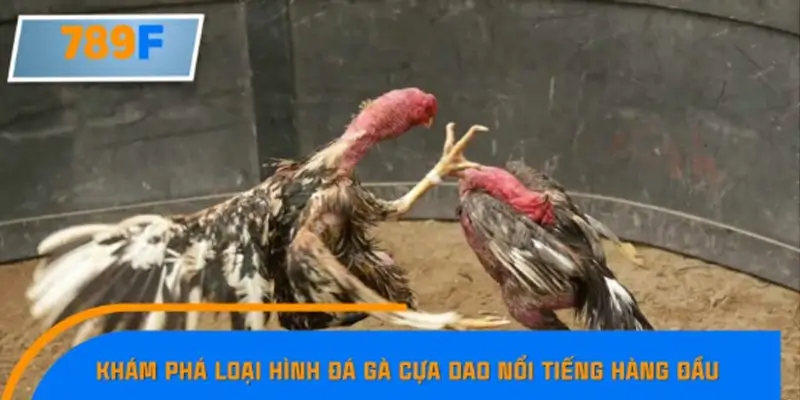 Khám phá loại hình đá gà cựa dao nổi tiếng hàng đầu