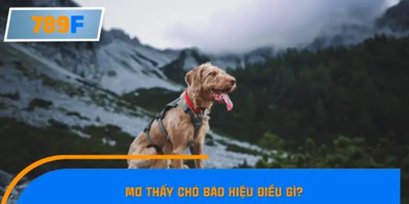 Mơ thấy chó báo hiệu điều gì?