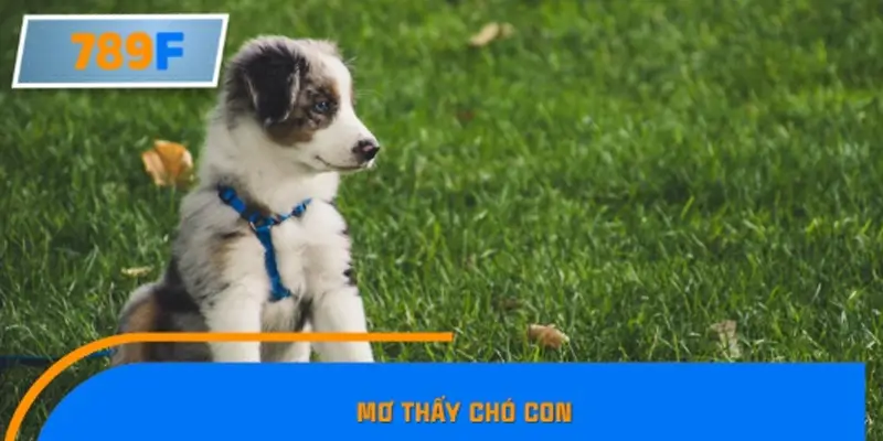 Mơ thấy chó con