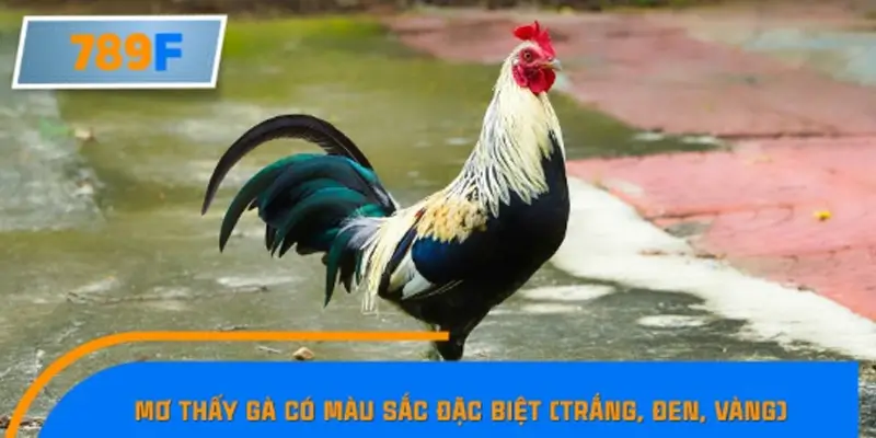 Mơ thấy gà có màu sắc đặc biệt (trắng, đen, vàng)