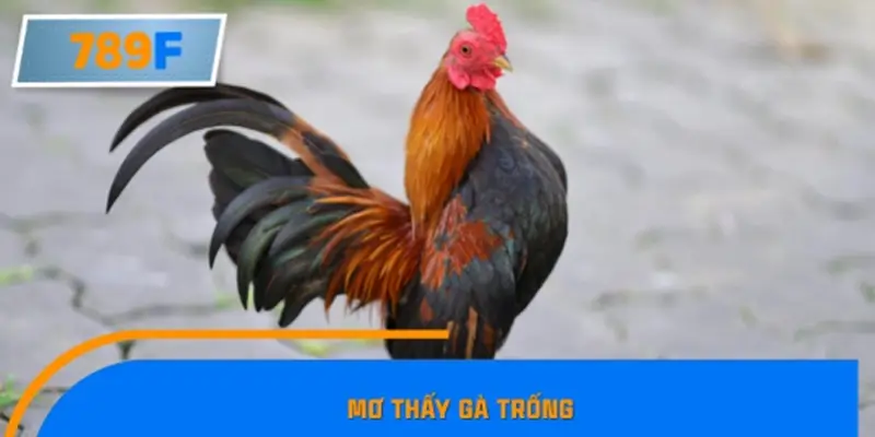 Mơ thấy gà trống