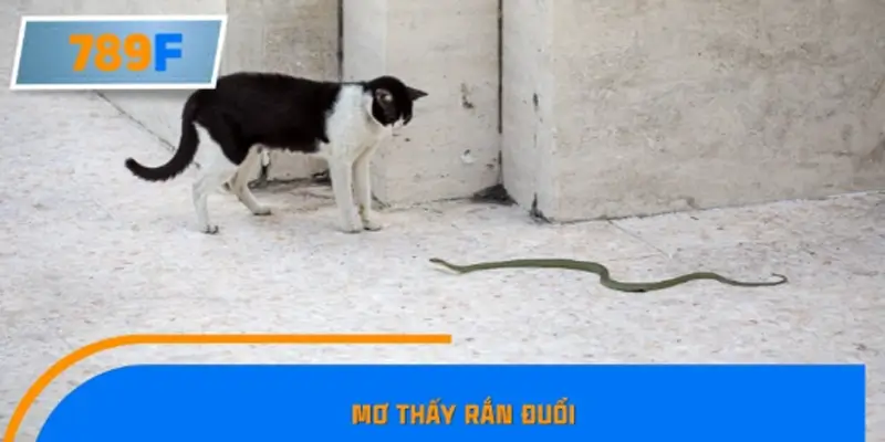 Mơ thấy rắn đuổi