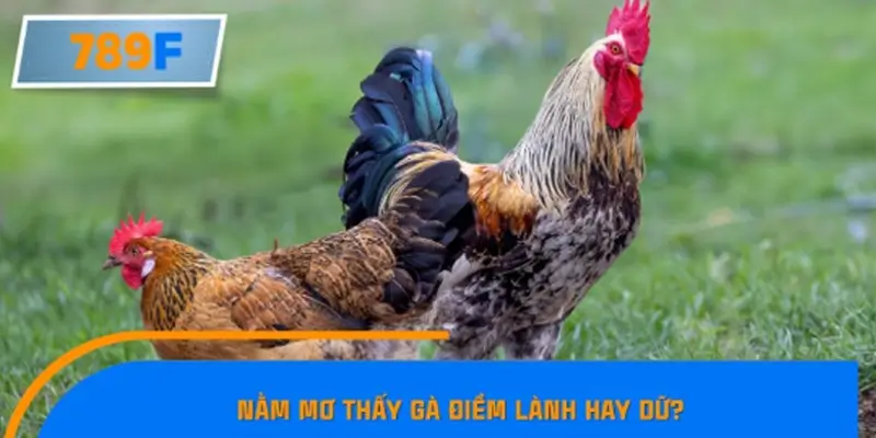 Nằm mơ thấy gà điềm lành hay dữ?