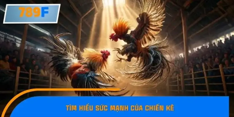 Sức mạnh của chiến kê ảnh hưởng đến kèo