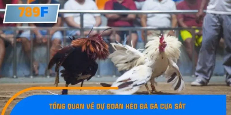 Tổng quan về dự đoán kèo đá gà cựa sắt