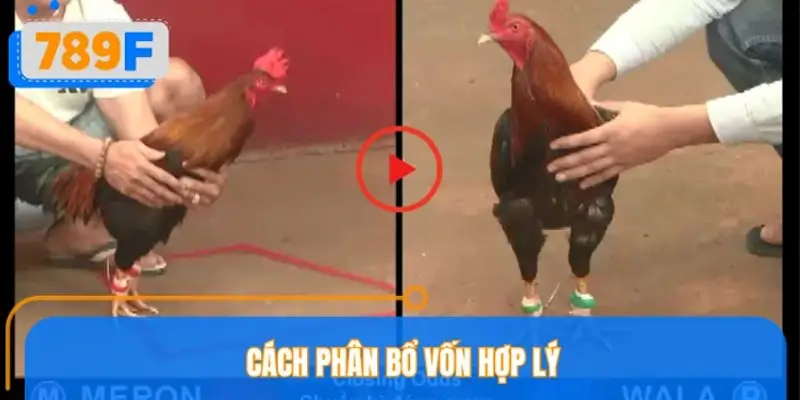 Cách phân bổ vốn hợp lý theo từng giai đoạn trận đá gà