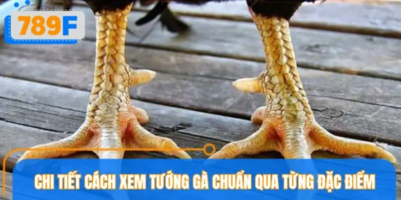 Hướng dẫn cách xem tướng gà chi tiết theo từng đặc điểm Hướng dẫn cách xem tướng gà chi tiết theo từng đặc điểm