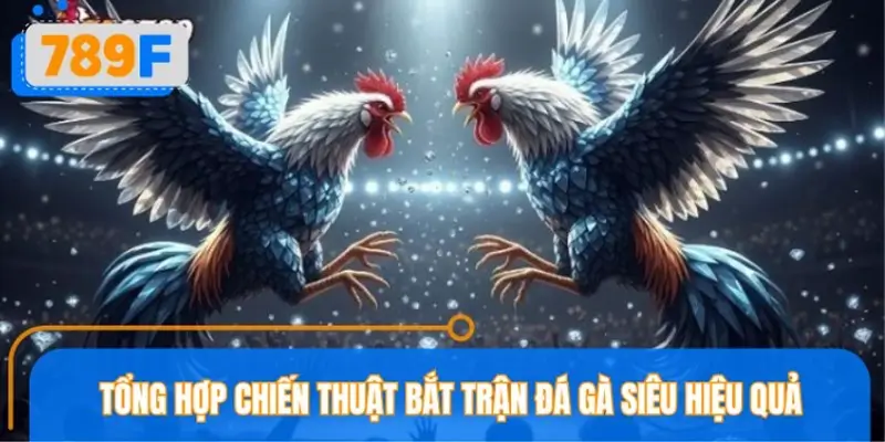 Tổng hợp chiến thuật bắt trận đá gà siêu hiệu quả Tổng hợp chiến thuật bắt trận đá gà siêu hiệu quả