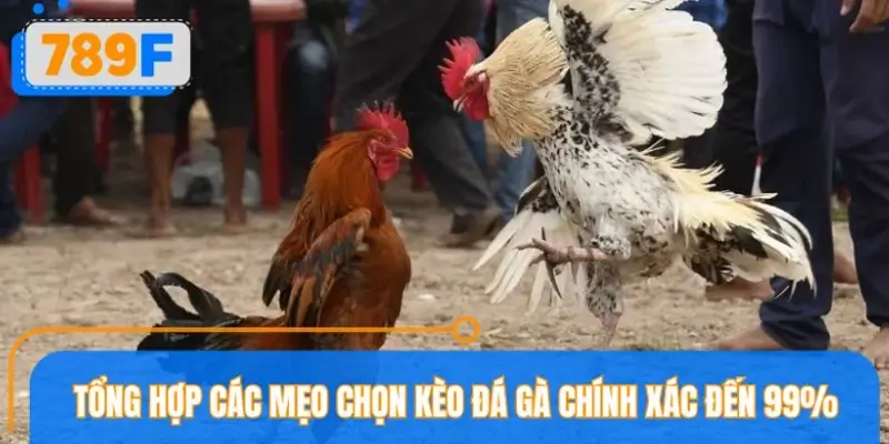 Tổng hợp mẹo chọn kèo đá gà hiệu quả, dễ áp dụng