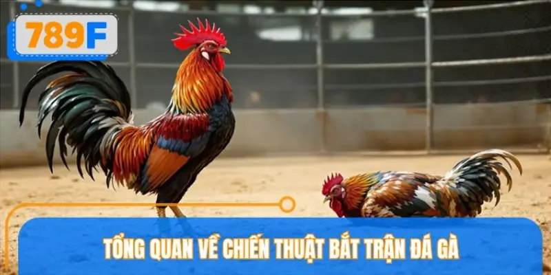 Tổng quan về chiến thuật bắt trận đá gà Tổng quan về chiến thuật bắt trận đá gà