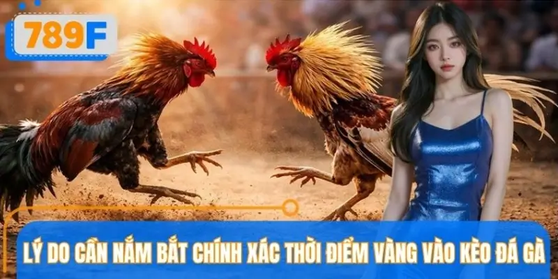 Vì sao biết và nắm rõ thời điểm vào kèo đá gà lại quan trọng? Vì sao biết và nắm rõ thời điểm vào kèo đá gà lại quan trọng?