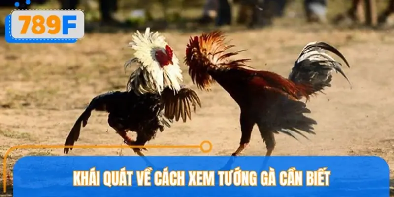 Xem tướng gà là gì? Những nguyên tắc nền tảng cần nắm Xem tướng gà là gì? Những nguyên tắc nền tảng cần nắm